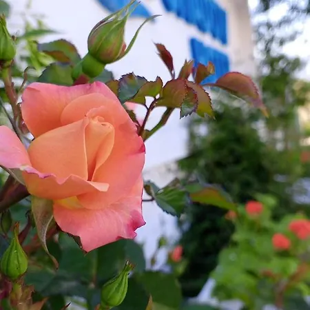Shadow * Kusadası
