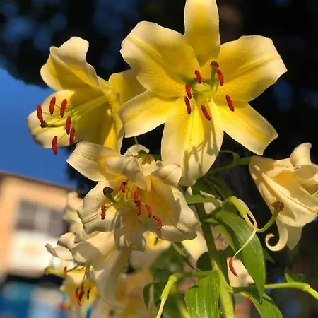 Frühstückspension Shadow